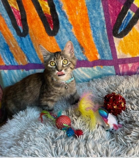 Eloise, an adoptable Domestic Short Hair in Salt Lake City, UT, 84117 | Photo Image 2