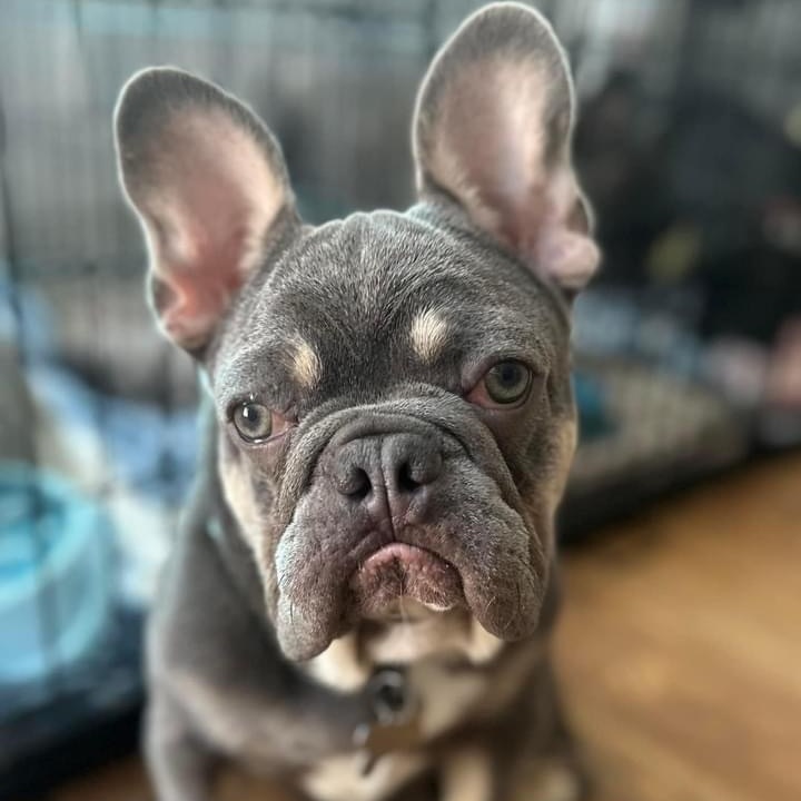 Dog for adoption - COOKIE!!, a French Bulldog in Citrus Heights, CA