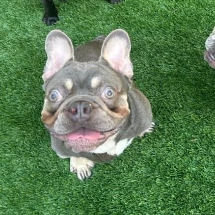 Dog for adoption - COOKIE!!, a French Bulldog in Citrus Heights, CA