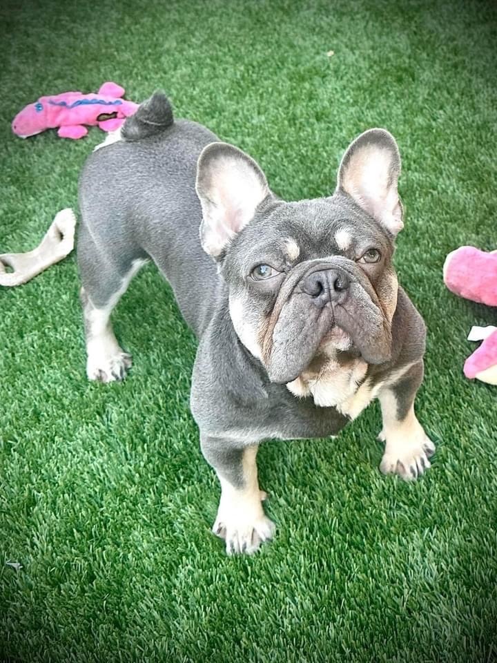 Dog for adoption - COOKIE!!, a French Bulldog in Citrus Heights, CA