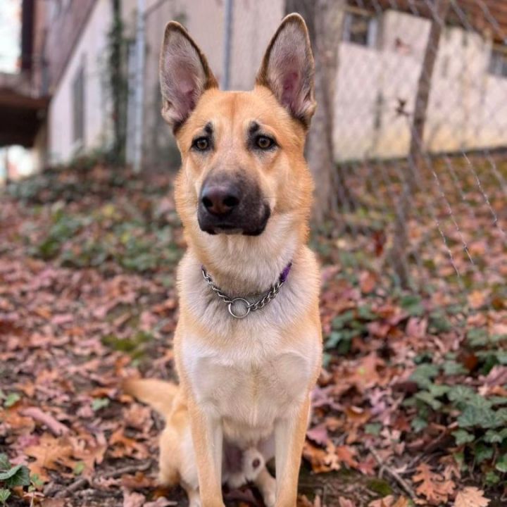 Raider, an adoptable German Shepherd Dog in Jefferson City, MO_image-1