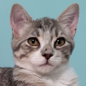 Loki
