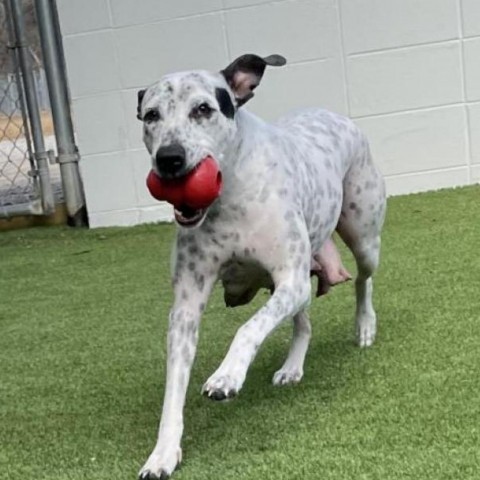 Pepper, an adoptable Terrier, Dalmatian in Shorter, AL, 36075 | Photo Image 2