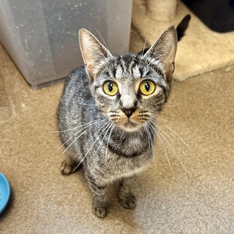 Mama, an adoptable Domestic Short Hair in Hinesville, GA, 31313 | Photo Image 1