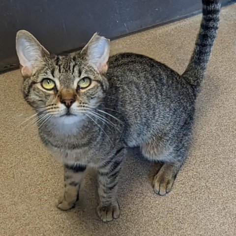 Biscuit, an adoptable Domestic Short Hair in Hinesville, GA, 31313 | Photo Image 1