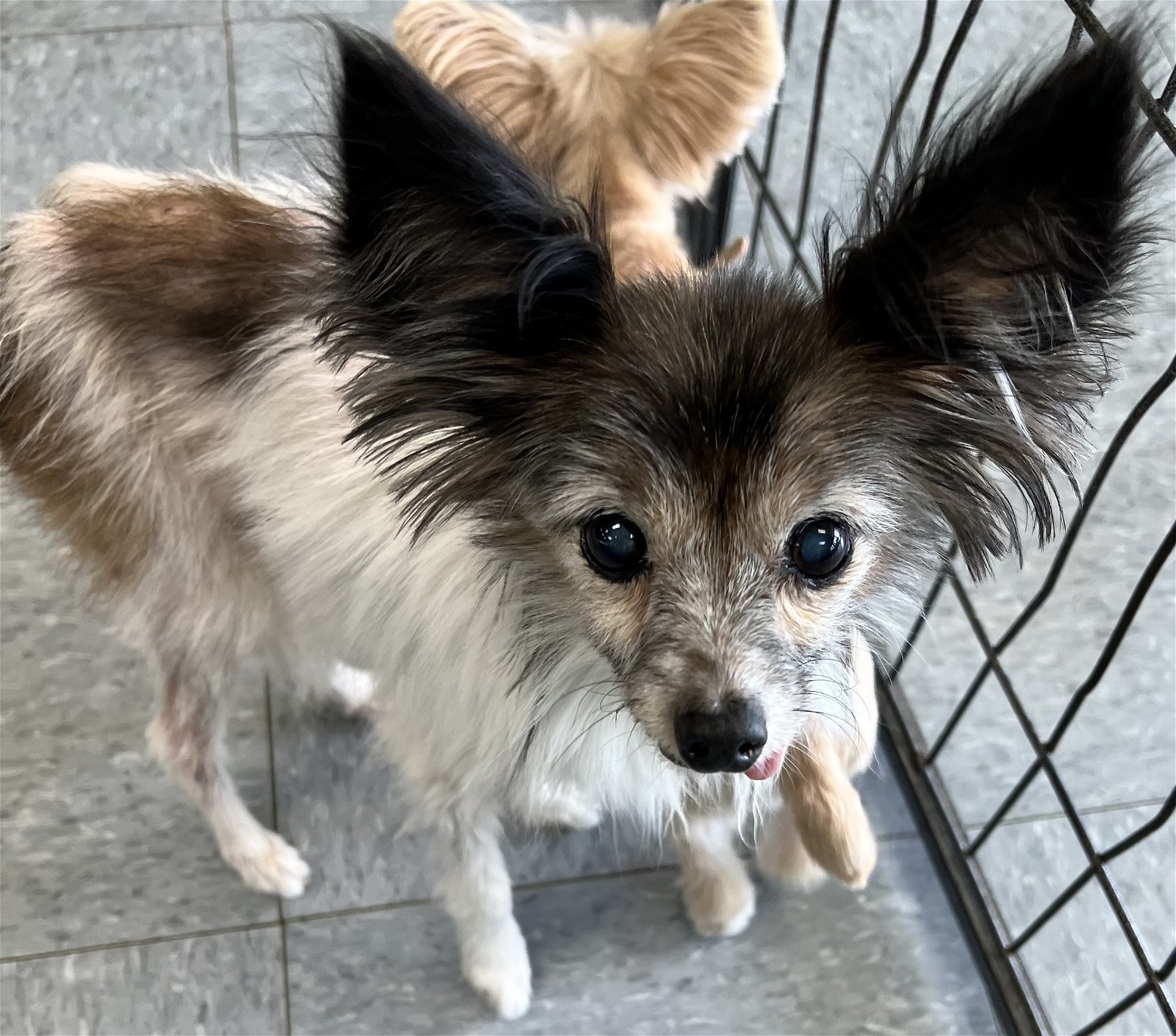 Holly 2, an adoptable Papillon in Royal Palm Beach, FL, 33411 | Photo Image 2