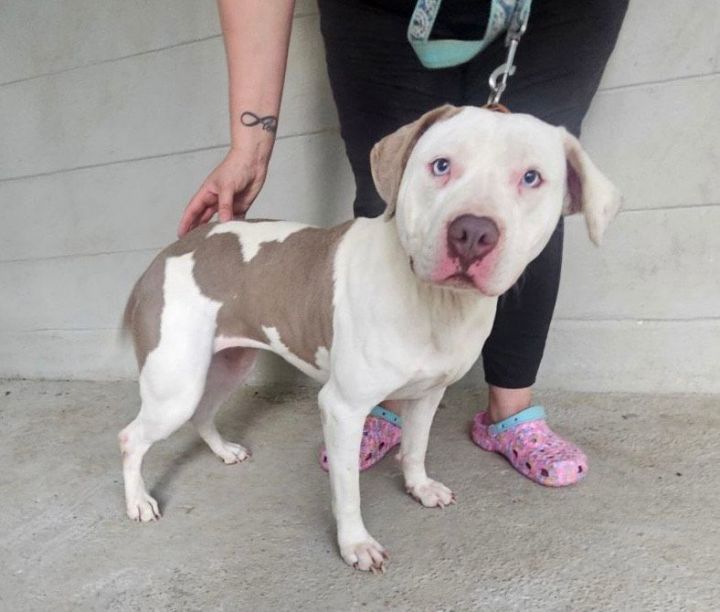 Gaia, an adoptable American Bulldog in Cantonment, FL_image-2