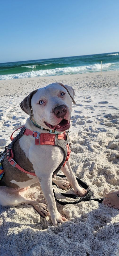 Gaia, an adoptable American Bulldog in Cantonment, FL_image-1
