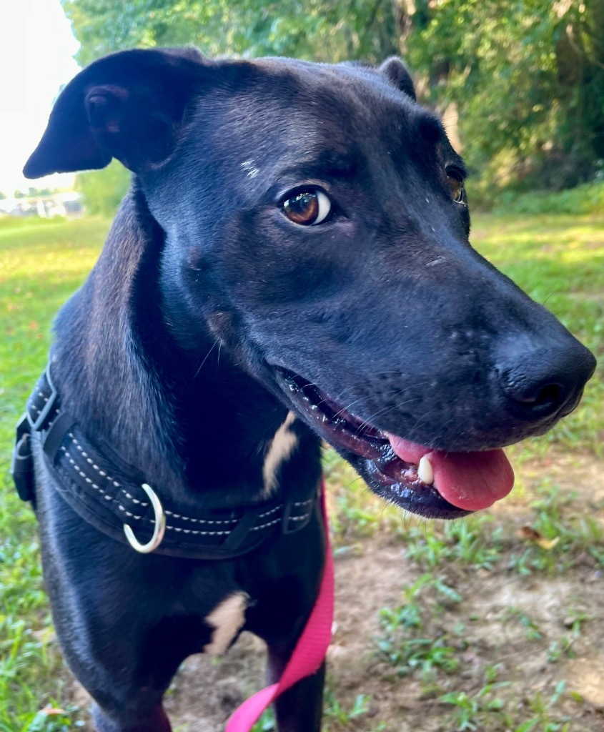 Ginger (aka Boss Mama), an adoptable Labrador Retriever, Hound in Saint Francisville, LA, 70775 | Photo Image 1