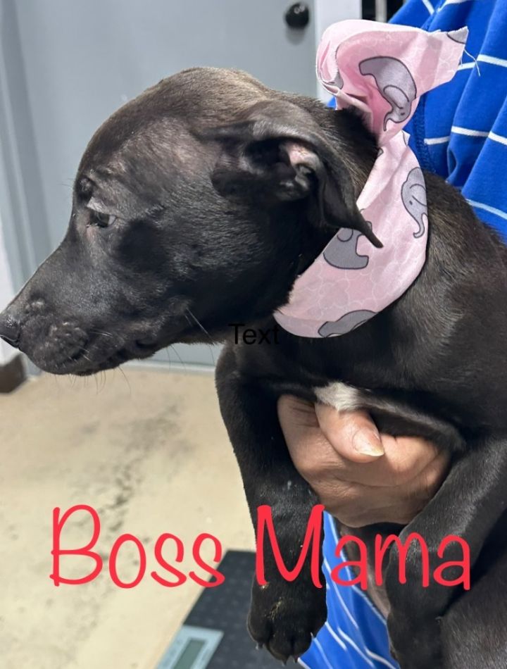 Boss Mama 2