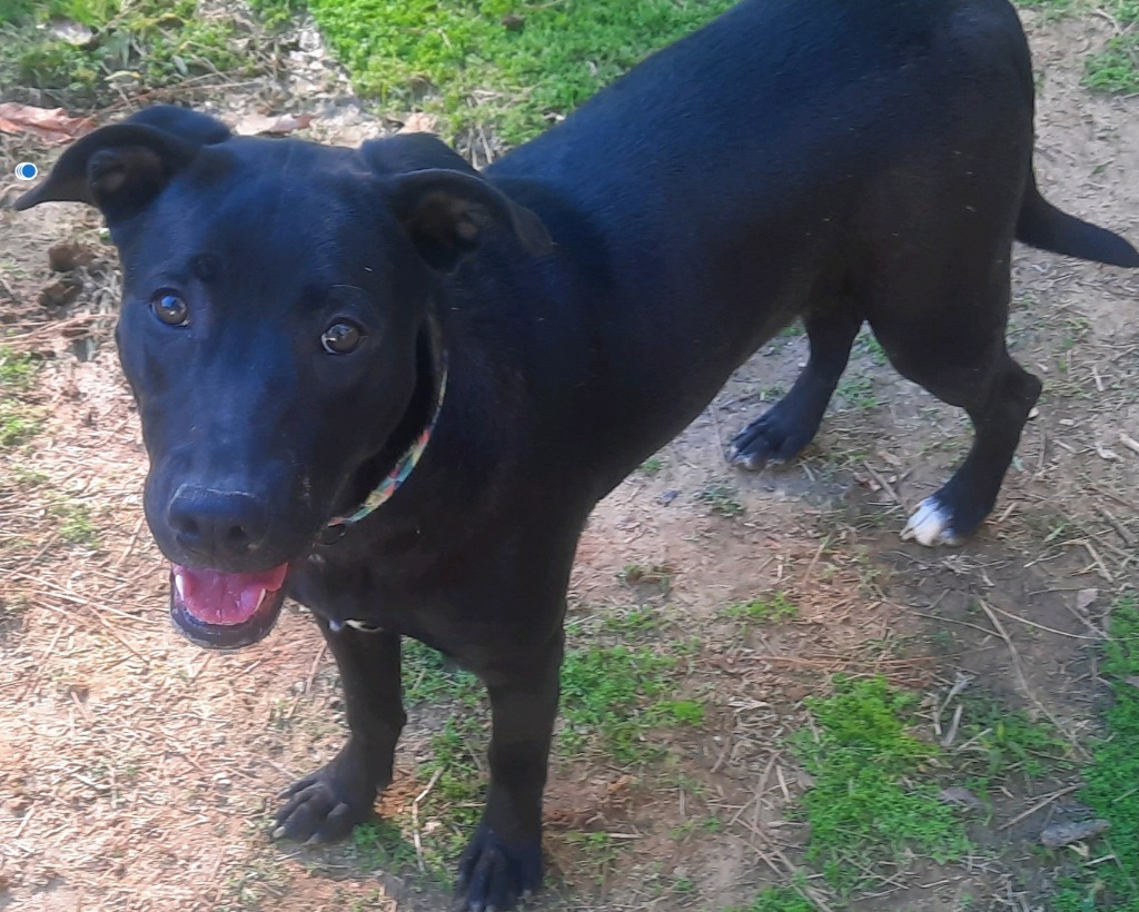 Ginger (aka Boss Mama), an adoptable Labrador Retriever, Hound in Saint Francisville, LA, 70775 | Photo Image 3