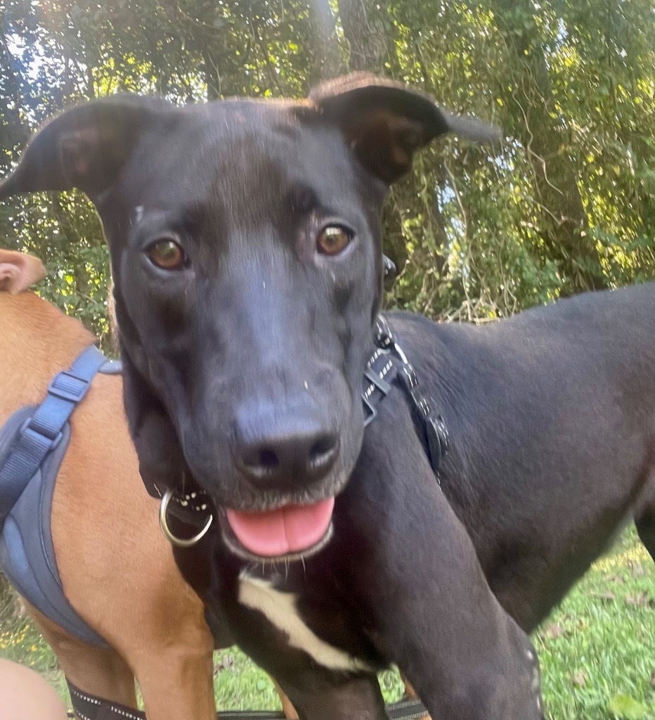 Ginger (aka Boss Mama), an adoptable Labrador Retriever, Hound in Saint Francisville, LA, 70775 | Photo Image 4