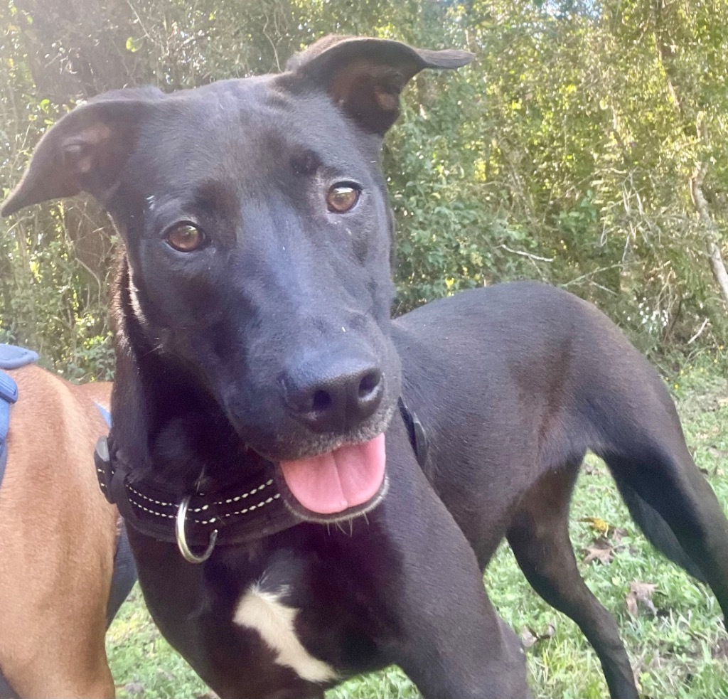 Ginger (aka Boss Mama), an adoptable Labrador Retriever, Hound in Saint Francisville, LA, 70775 | Photo Image 5