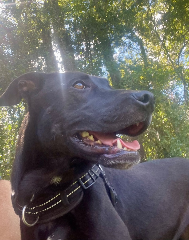 Ginger (aka Boss Mama), an adoptable Labrador Retriever, Hound in Saint Francisville, LA, 70775 | Photo Image 6