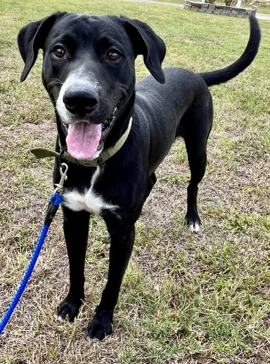 Murphy, an adoptable Labrador Retriever, Great Dane in Saint Francisville, LA, 70775 | Photo Image 1