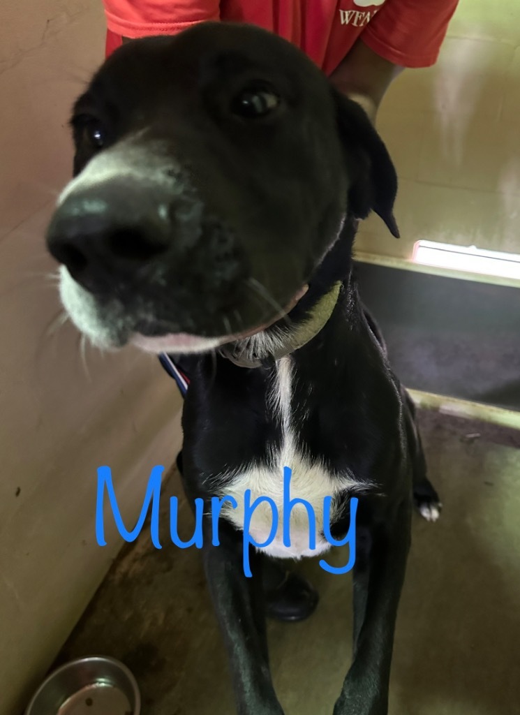 Murphy, an adoptable Labrador Retriever, Great Dane in Saint Francisville, LA, 70775 | Photo Image 2