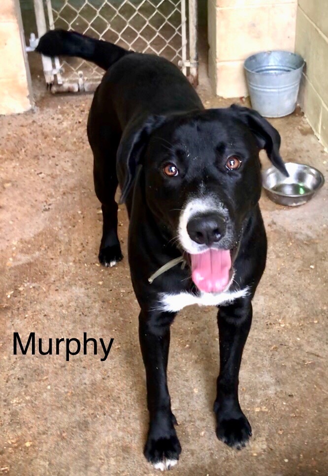 Murphy, an adoptable Labrador Retriever, Great Dane in Saint Francisville, LA, 70775 | Photo Image 3