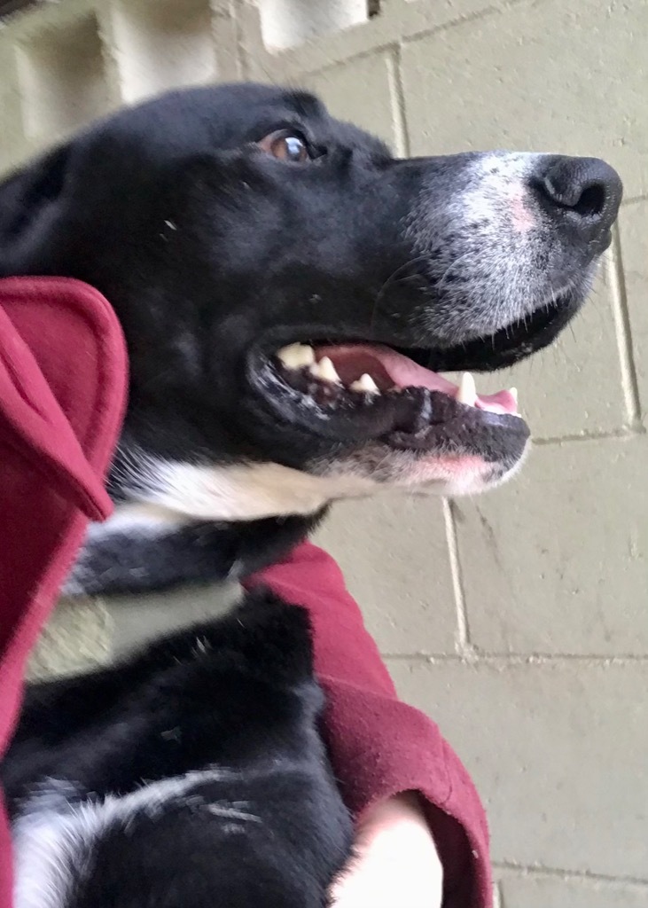 Murphy, an adoptable Labrador Retriever, Great Dane in Saint Francisville, LA, 70775 | Photo Image 4