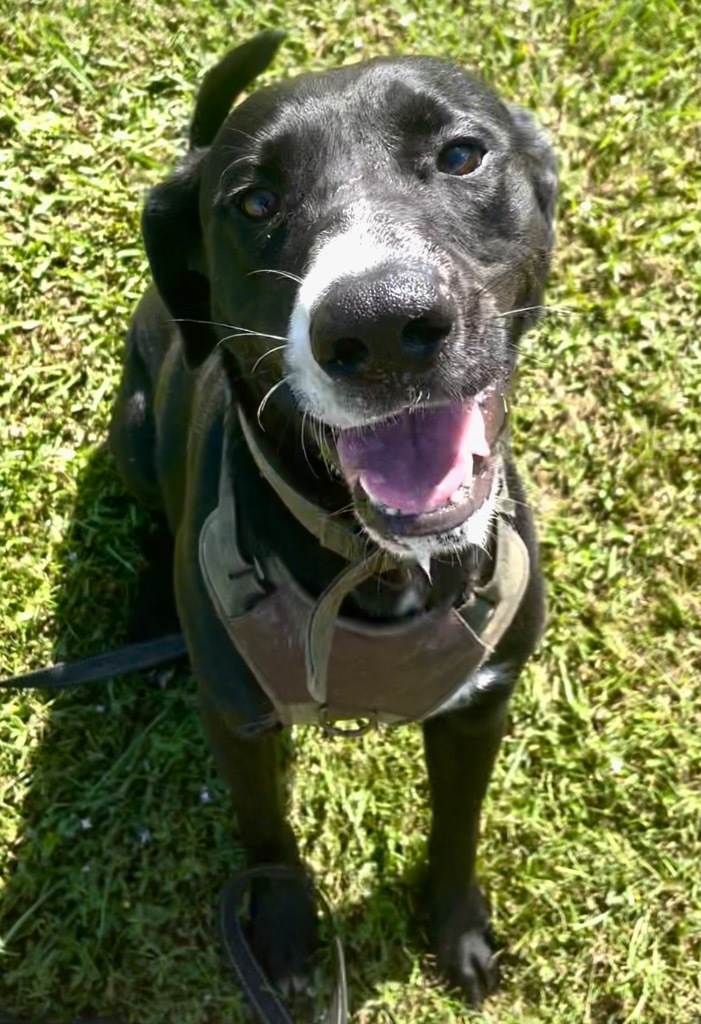 Murphy, an adoptable Labrador Retriever, Great Dane in Saint Francisville, LA, 70775 | Photo Image 5