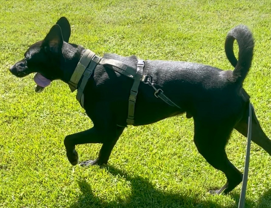 Murphy, an adoptable Labrador Retriever, Great Dane in Saint Francisville, LA, 70775 | Photo Image 6