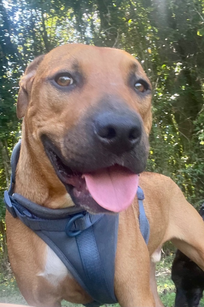 Gilligan (aka Boss Man), an adoptable Labrador Retriever, Hound in Saint Francisville, LA, 70775 | Photo Image 1