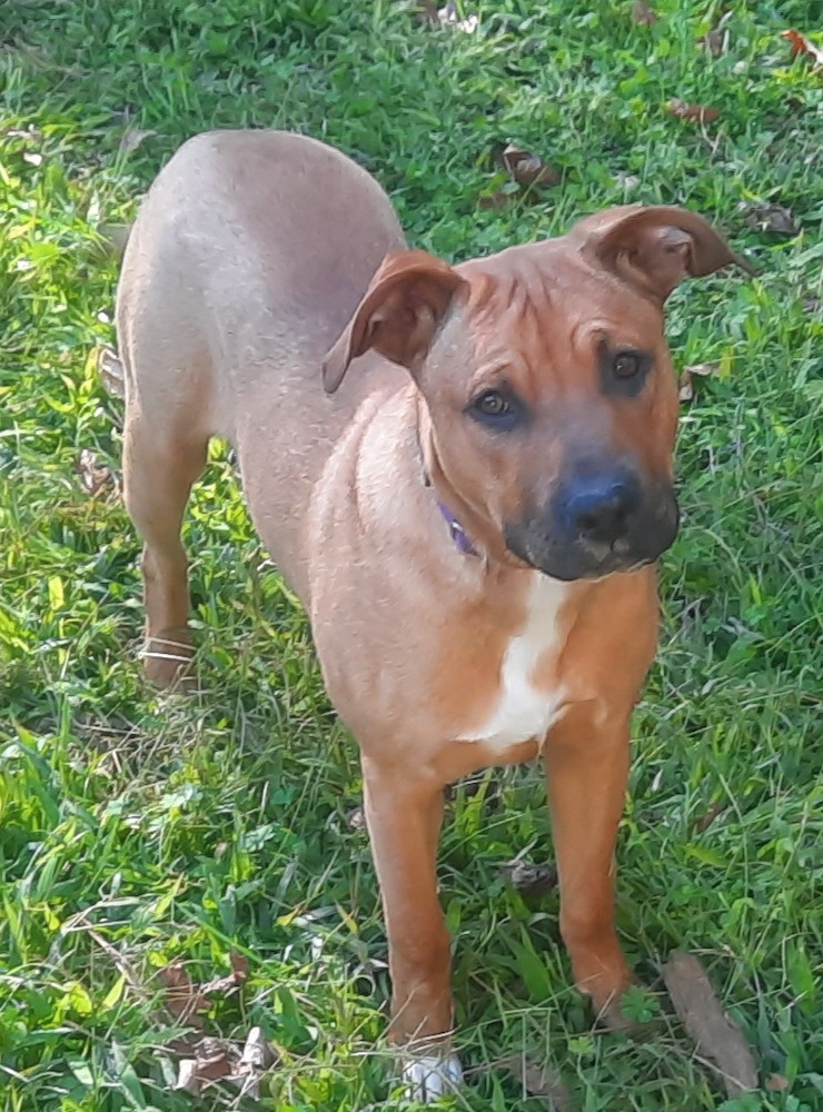 Gilligan (aka Boss Man), an adoptable Labrador Retriever, Hound in Saint Francisville, LA, 70775 | Photo Image 2