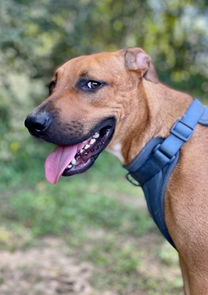 Gilligan (aka Boss Man), an adoptable Labrador Retriever, Hound in Saint Francisville, LA, 70775 | Photo Image 3