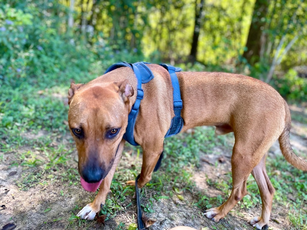 Gilligan (aka Boss Man), an adoptable Labrador Retriever, Hound in Saint Francisville, LA, 70775 | Photo Image 4