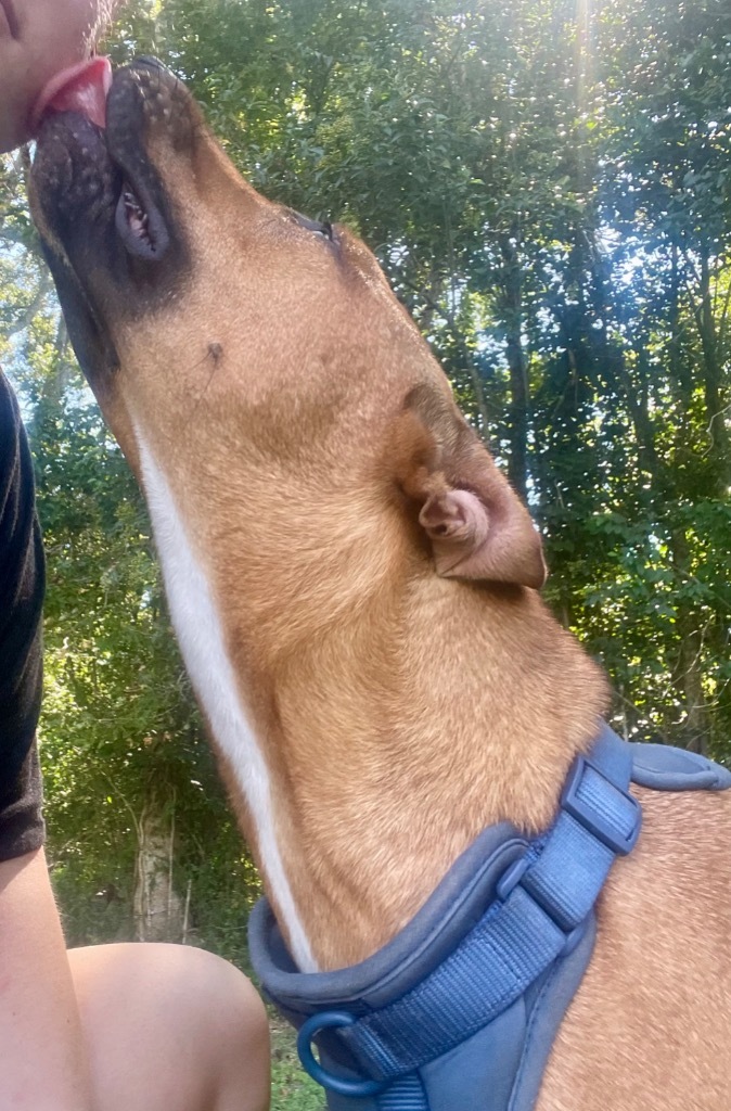 Gilligan (aka Boss Man), an adoptable Labrador Retriever, Hound in Saint Francisville, LA, 70775 | Photo Image 5