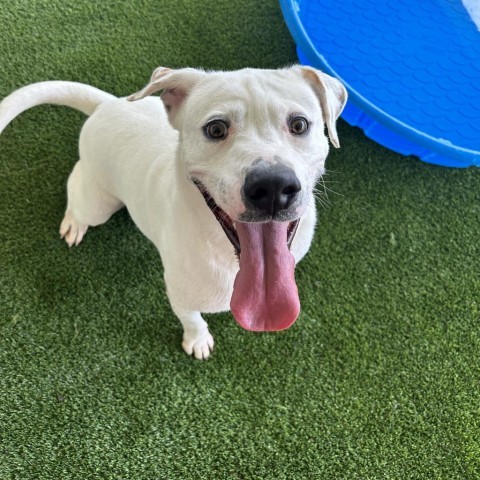 English bulldog and lab 2024 mix