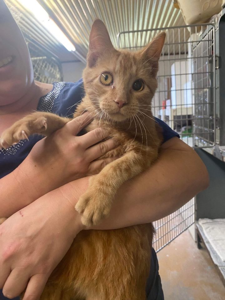 Abandoned 'Shop Cat' Simba Gets a Beautiful Second Chance