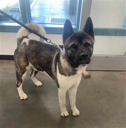 Petfinder akita best sale