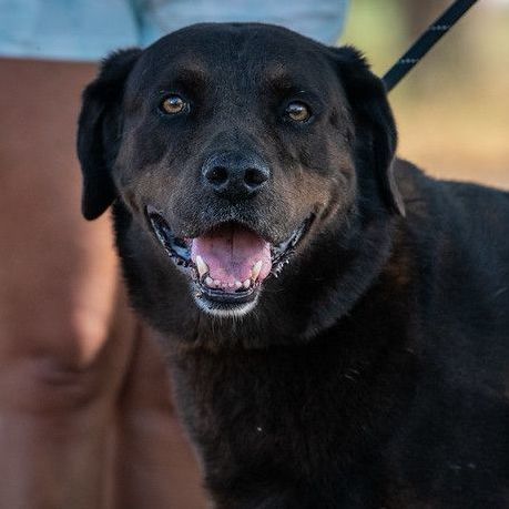 Black lab hot sale rottweiler