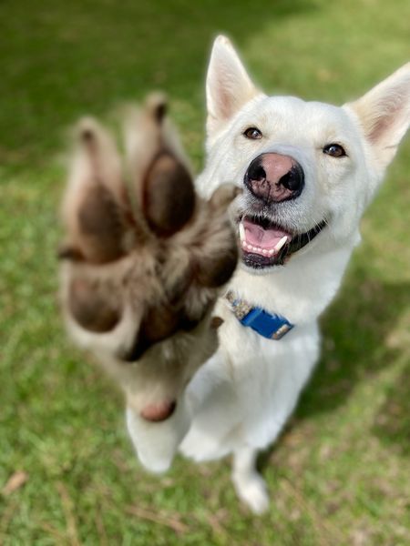 Yeti, an adopted German Shepherd Dog & Husky Mix in Wilmington, NC_image-1