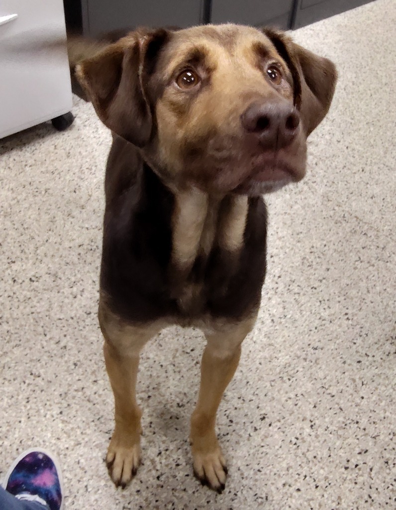 YULE, an adoptable Pointer in Little Rock, AR, 72210 | Photo Image 1