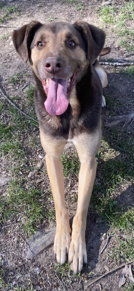 YULE, an adoptable Pointer in Little Rock, AR, 72210 | Photo Image 1