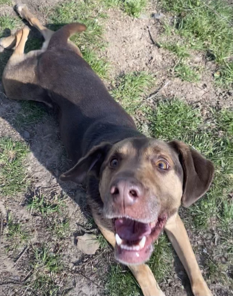 YULE, an adoptable Pointer in Little Rock, AR, 72210 | Photo Image 2