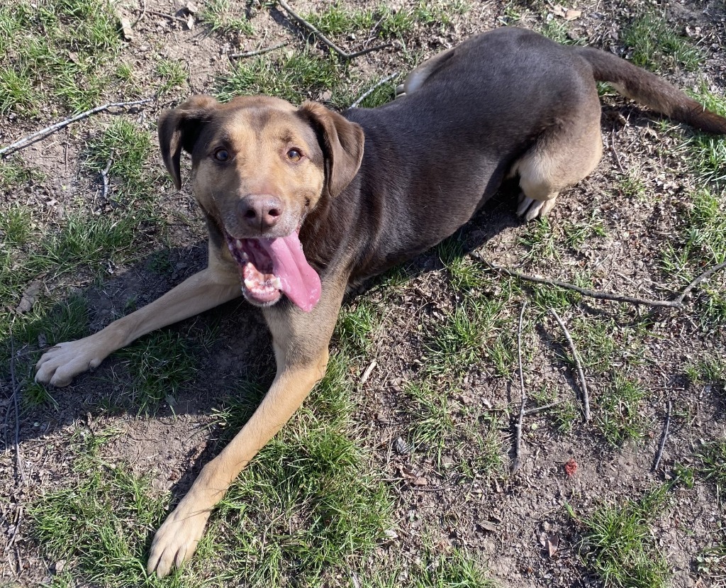 YULE, an adoptable Pointer in Little Rock, AR, 72210 | Photo Image 3