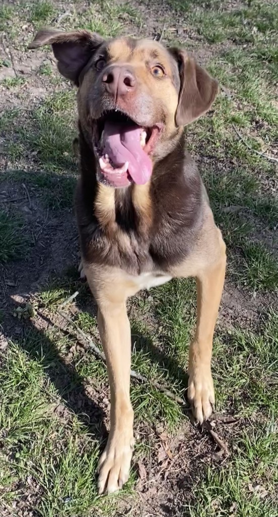 YULE, an adoptable Pointer in Little Rock, AR, 72210 | Photo Image 4