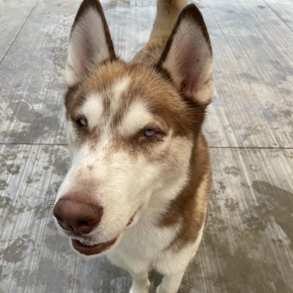 Churro, an adoptable Husky in Eufaula, OK, 74432 | Photo Image 1