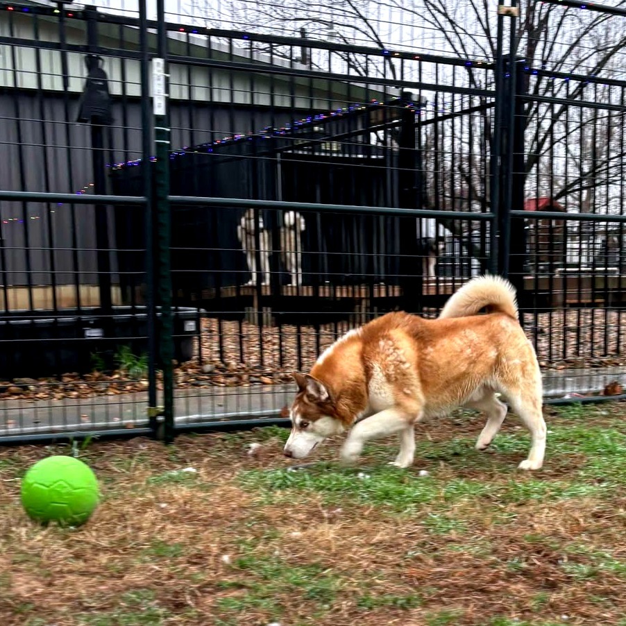 Churro, an adoptable Husky in Eufaula, OK, 74432 | Photo Image 2