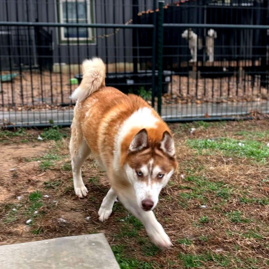 Churro, an adoptable Husky in Eufaula, OK, 74432 | Photo Image 4