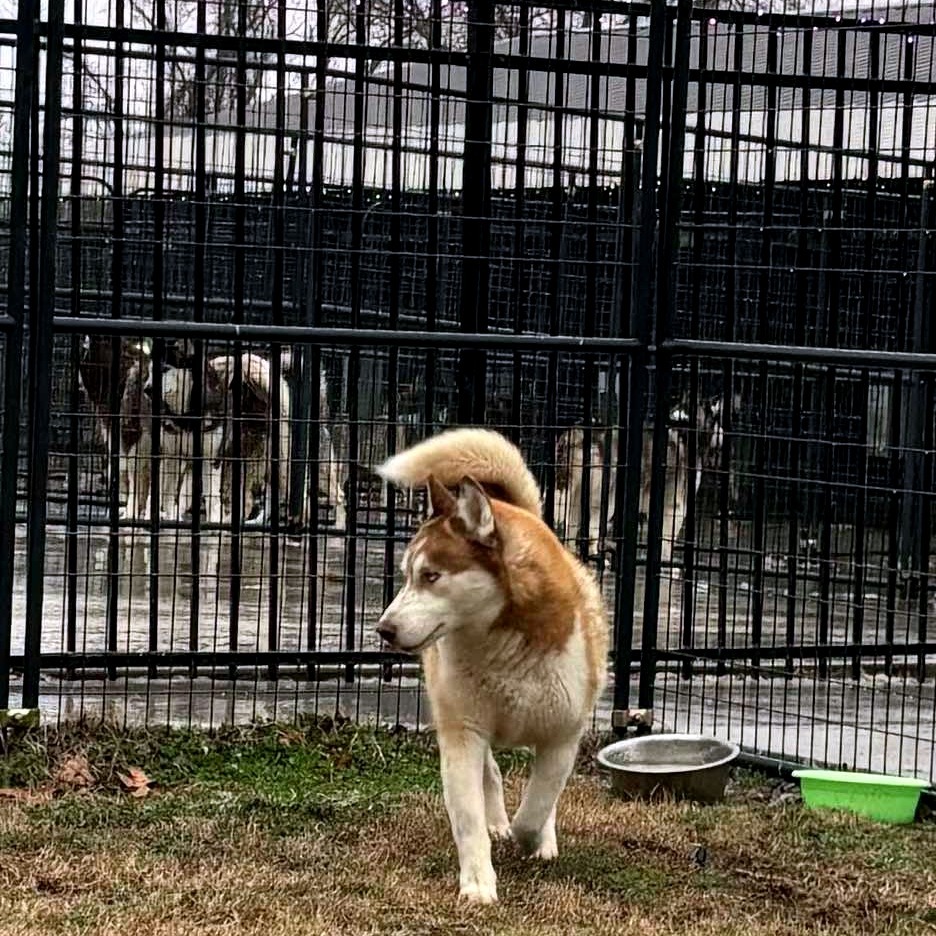 Churro, an adoptable Husky in Eufaula, OK, 74432 | Photo Image 5