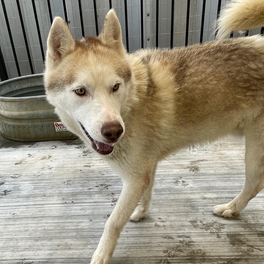 Raul, an adoptable Husky in Eufaula, OK, 74432 | Photo Image 1