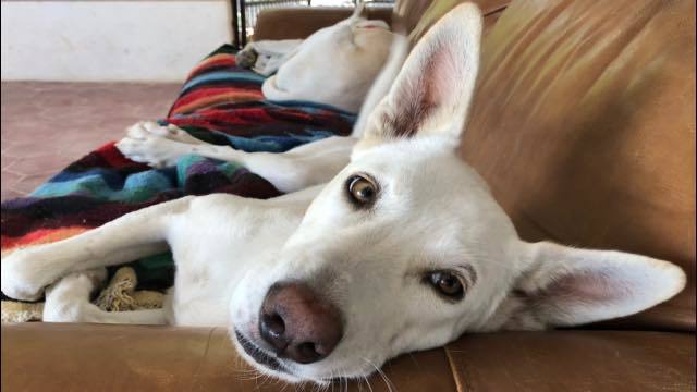 White german 2024 shepherd rescue