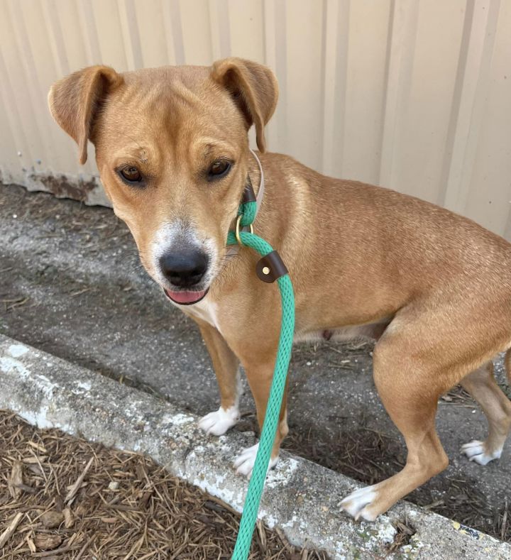 Carolina dog adoption near 2024 me