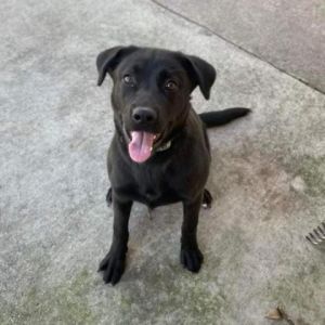 Miley, Adult Female Black Labrador Retriever