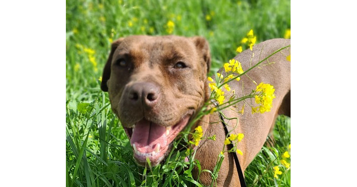 Mocha, an adoptable Boxer, Labrador Retriever in Santa Rosa, CA, 95401 | Photo Image 1