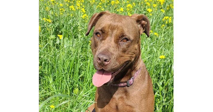 Mocha, an adoptable Boxer, Labrador Retriever in Santa Rosa, CA, 95401 | Photo Image 2