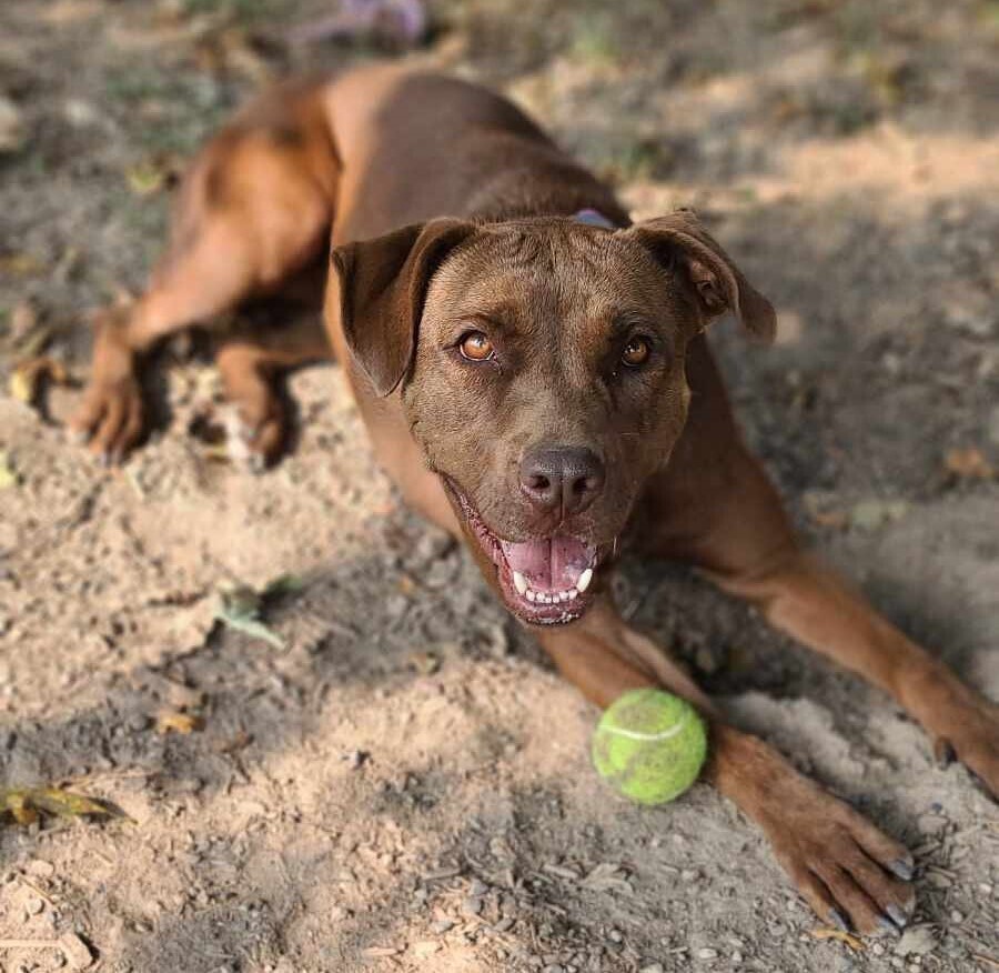 Mocha, an adoptable Boxer, Labrador Retriever in Santa Rosa, CA, 95401 | Photo Image 3